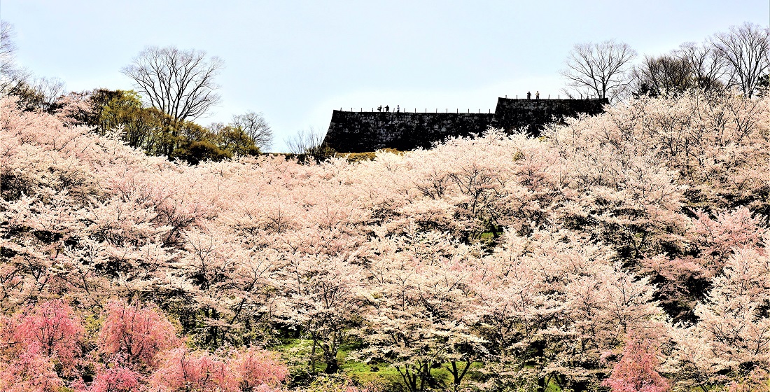 霞ヶ城公園の桜