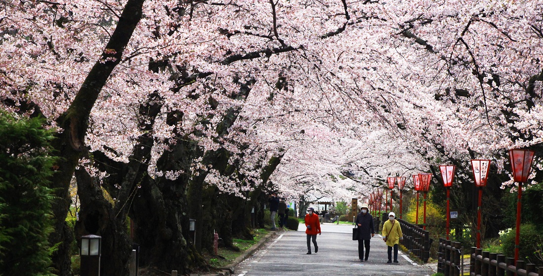 岳温泉の桜
